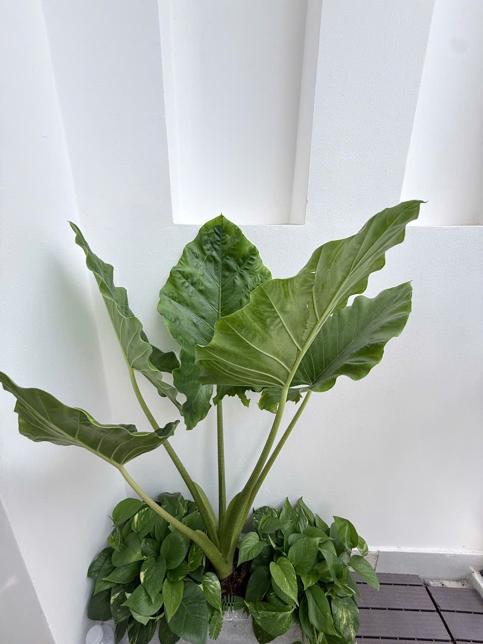 NHÀ MỚI HẺM XE HƠI THÔNG BÀN CỜ TÂN KỲ TÂN QUÝ - SÁT AEON MALL TÂN PHÚ - 3 PN - 40M2 - 5.15 TỶ- M0193