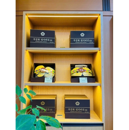 Nấm Linh Chi Tiến Vua Hàn Quốc MUGUNGHWA