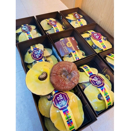 Nấm Linh Chi Tiến Vua Hàn Quốc MUGUNGHWA